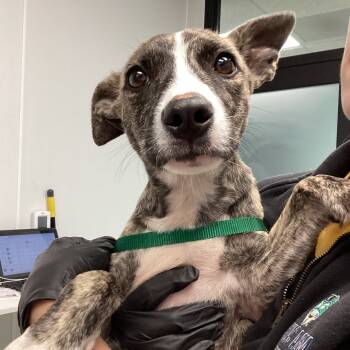 Rescue Terrier Dogs for Adoption in Abilene, Texas - Toby | PetCurious