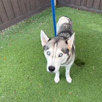 Charm 1103 -  Husky Dog for Adoption in Loxahatchee Groves, Florida - Charm 1103 | PetCurious