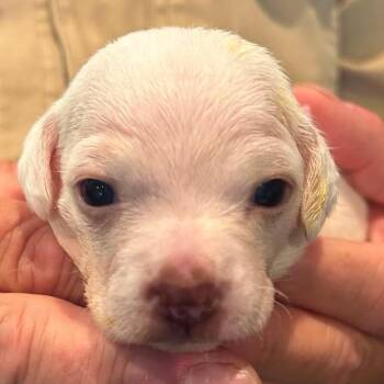 Ellie -  Chihuahua and Dachshund Dog for Adoption in Nampa, Idaho - Ellie | PetCurious