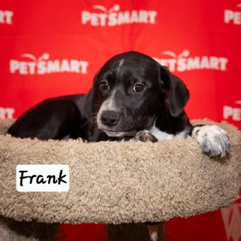 Frank -  Cattle Dog and Labrador Retriever Dog for Adoption in Calimesa, California - Frank | PetCurious