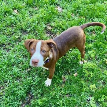 Rescue Pit Bull Terrier Dogs for Adoption in Minneapolis, Minnesota - Jamie | PetCurious