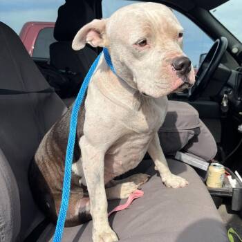 Peaches -  Mixed Breed Dog for Adoption in Pauls Valley, Oklahoma - Peaches | PetCurious