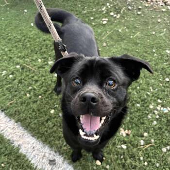Rescue Shepherd and Pug Dogs for Adoption in Murphysboro, Illinois - Dulce | PetCurious