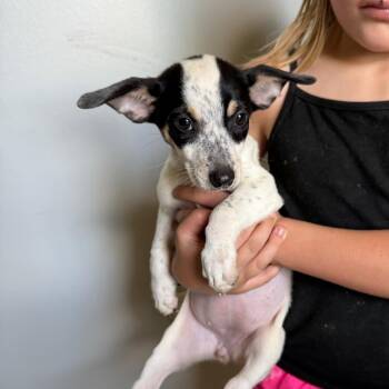 Female 5 -  Rat Terrier and Chihuahua Dog for Adoption in Hohenwald, Tennessee - Female 5 | PetCurious