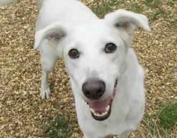 Rescue Husky Dogs for Adoption in Anniston, Alabama - Benny | PetCurious