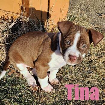 Terrier and Mixed Breed Dogs Available for Adoption - Tina | PetCurious