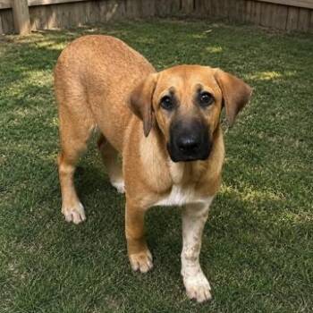 Sarah (total adoption 100) -  Labrador Retriever and Black Mouth Cur Dog for Adoption in Atlanta, Texas - Sarah (total Adoption 100) | PetCurious