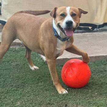 Rescue Pit Bull Terrier Dogs for Adoption in Longview, Texas - Ashlynn | PetCurious