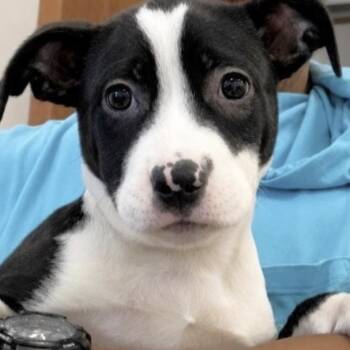 Cassidy -  Border Collie Dog for Adoption in Copiague, New York - Cassidy | PetCurious