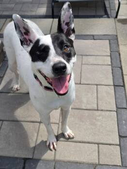 Cutie Pie -  Mixed Breed Dog for Adoption in Highland, New York - Cutie Pie | PetCurious