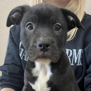 Labrador Retriever and Mixed Breed Dogs Available for Adoption - Luigi | PetCurious