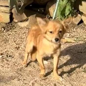 Brownie -  Chihuahua Dog for Adoption in Williston, Vermont - Brownie | PetCurious