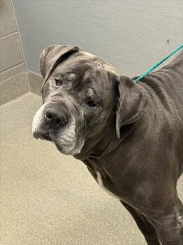 ZIGZAG -  Cane Corso Dog for Adoption in Las Vegas, Nevada - ZIGZAG | PetCurious