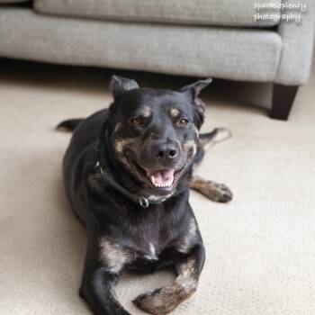 Rescue Mixed Breed Dogs for Adoption in Ridgefield, Connecticut - Daphne | PetCurious