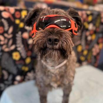 Hemi -  Miniature Schnauzer Dog for Adoption in Boulder, Colorado - Hemi | PetCurious