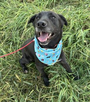 ELSA -  Black Labrador Retriever Dog for Adoption in Bell Gardens, California - ELSA | PetCurious