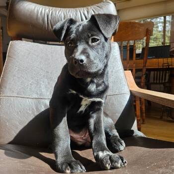 Chocolate Labrador Retriever and Mixed Breed Dogs Available for Adoption - 306 (2026) Amy | PetCurious