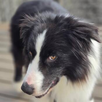 Australian Shepherd Dogs Available for Adoption in Newport, Washington - Hoji | PetCurious