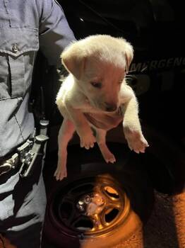 German Shepherd Dog and Mixed Breed Dogs Available for Adoption in Doral, Florida - BLONDIE | PetCurious