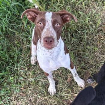 Lizzie -  German Shorthaired Pointer Dog for Adoption in Morristown, Vermont - Lizzie | PetCurious