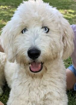 Murphy -  Aussiedoodle and Goldendoodle Dog for Adoption in Cerritos, California - Murphy | PetCurious