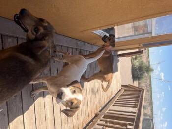 Rescue Hound Dogs for Adoption in Deming, New Mexico - Tank | PetCurious