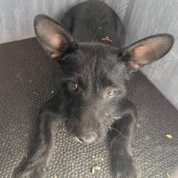 Teddie -  Chihuahua and Mixed Breed Dog for Adoption in San Antonio, Texas - Teddie | PetCurious