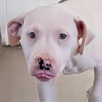 Pit Bull Terrier and Catahoula Leopard Dog Dogs Available for Adoption - Corona | PetCurious