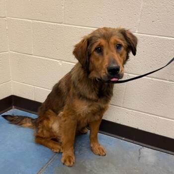 Mixed Breed Dogs Available for Adoption - Normandy | PetCurious