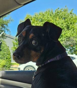 Jax -  Miniature Pinscher and Dachshund Dog for Adoption in Euless, Texas - Jax | PetCurious