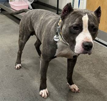 Rescue Terrier Dogs for Adoption - ALIBABA | PetCurious