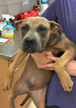 Orion -  Mixed Breed Dog for Adoption in Bossier City, Louisiana - Orion | PetCurious