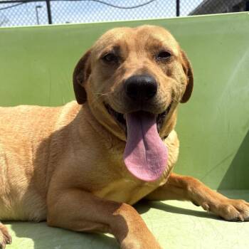 Pit Bull Terrier Dogs Available for Adoption in Chatham, Virginia - Persimmon | PetCurious