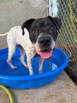 EVELYN -  German Shorthaired Pointer and Mixed Breed Dog for Adoption in Charlotte, North Carolina - EVELYN | PetCurious