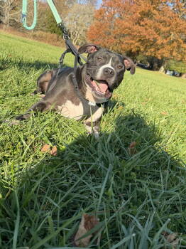 Rescue Pit Bull Terrier Dogs for Adoption in Ocean Township, New Jersey - Ollie - Big Goofball | PetCurious