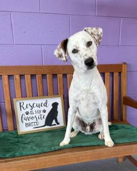 Australian Shepherd and Spaniel Dogs Available for Adoption in North Prairie, Wisconsin - **JASPER** | PetCurious