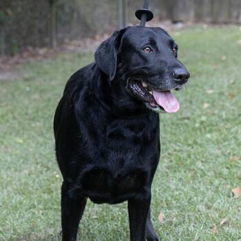 Rescue Labrador Retriever Dogs for Adoption in Slidell, Louisiana - Oliver | PetCurious
