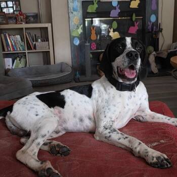 Tux -  Hound Dog Available for Adoption - Tux | PetCurious