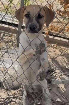 Hoss -  Mixed Breed Dog for Adoption in Fresno, California - Hoss | PetCurious