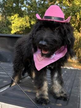 BESTIE -  Labradoodle Dog for Adoption in Fosters, Alabama - BESTIE | PetCurious