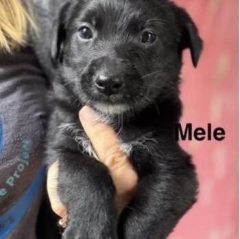 Mele -  Golden Retriever Dog Available for Adoption in Larkfield-wikiup, California - Mele | PetCurious