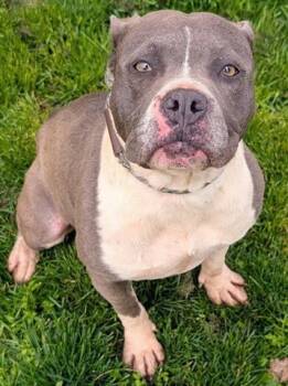 Pit Bull Terrier Dogs Available for Adoption in Akron, Ohio - IVY | PetCurious