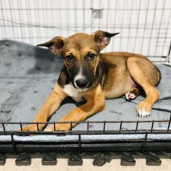 Rescue German Shepherd Dog Dogs for Adoption in Bastrop, Texas - Rambo 25-06-038 | PetCurious