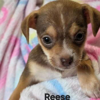 Reese -  Chihuahua and Dachshund Dog for Adoption in Lancaster, Ohio - Reese | PetCurious