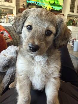 Tilly -  Mixed Breed Dog for Adoption in Penryn, California - Tilly | PetCurious
