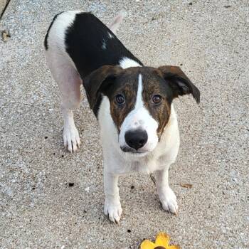 Hound and Mixed Breed Dogs Available for Adoption in Houston, Texas - Reeba | PetCurious