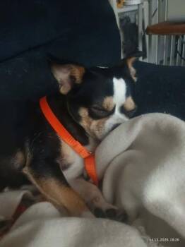 Norman -  Pug and Chihuahua Dog for Adoption in Severance, Colorado - Norman | PetCurious