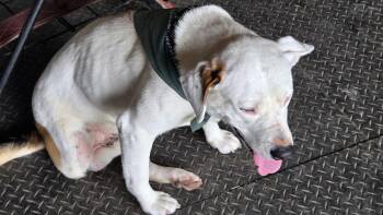 Joe -  Pit Bull Terrier and Labrador Retriever Dog for Adoption in Welling, Oklahoma - Joe | PetCurious