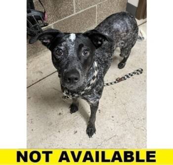 Rescue Cattle Dog and Mixed Breed Dogs for Adoption in Eugene, Oregon - Bullwhip | PetCurious