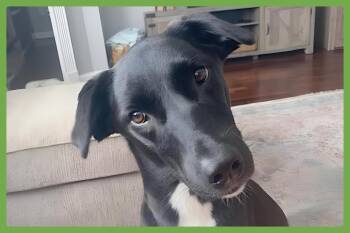Rescue Saluki and Labrador Retriever Dogs for Adoption in Amherst, Massachusetts - Bella | PetCurious